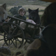 Image for article titled Beware the greyscale: Here are this week’s Game Of Thrones dead pool odds